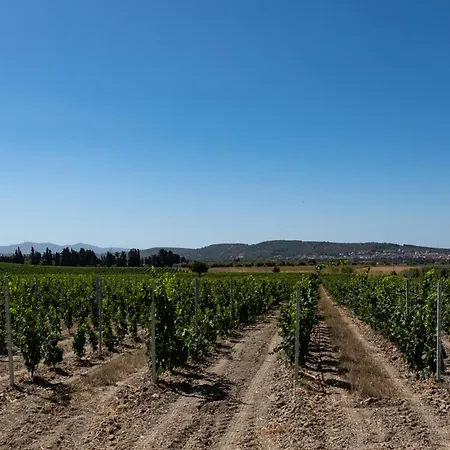 Tenute Maestrale Wine *