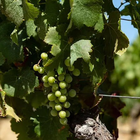 Tenute Maestrale Wine Farma *