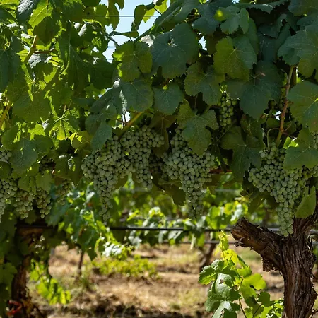 Tenute Maestrale Wine Farma Donori