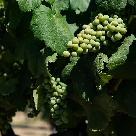 Tenute Maestrale Wine *