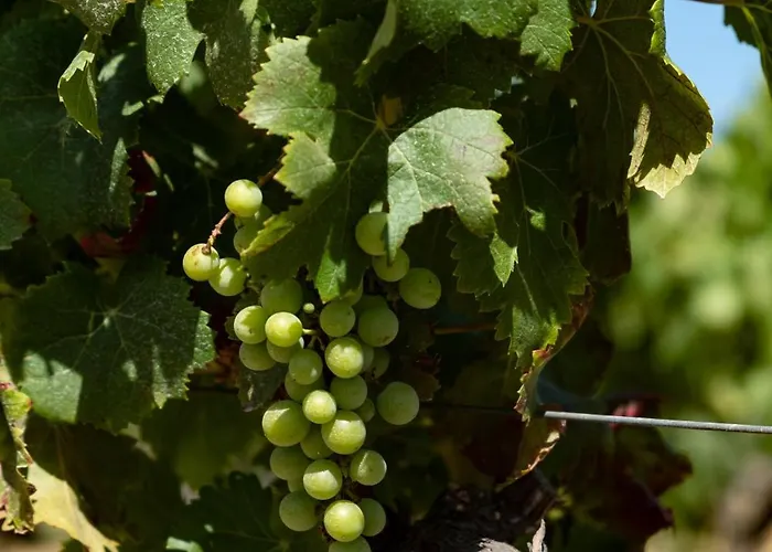 Tenute Maestrale Wine Agroturismo *