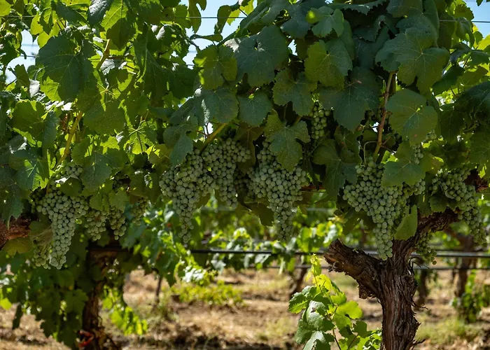 Tenute Maestrale Wine Agroturismo Donori